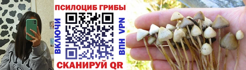 shop Telegram  Гай  Псилоцибиновые грибы мухоморы 
